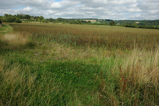 File:Field of broad beans, Adlestrop - geograph.org.uk - 1448372.jpg