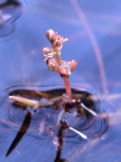 <i>Myriophyllum alterniflorum</i> Species of flowering plant in the family Haloragaceae