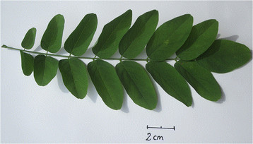 File:Figure-1-Detail-of-black-locust-odd-pinnate-leaf-leaflet-in-row-one-at-the-tip.jpg