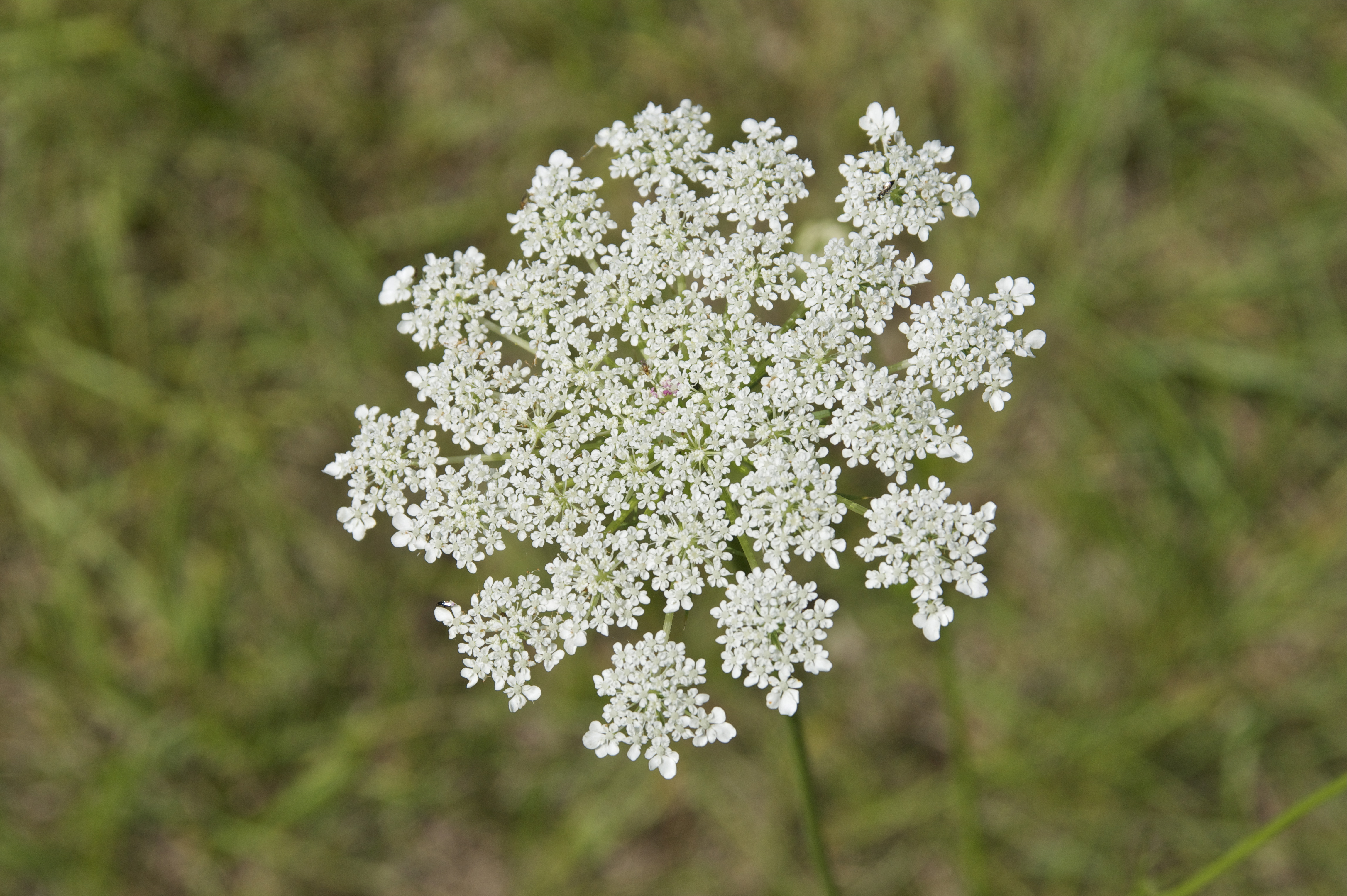 Fichierfleurs Blanches Dordognejpg Wikipédia