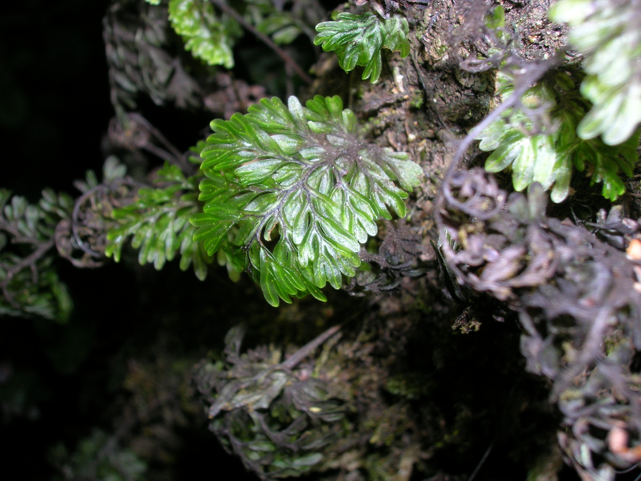 Forest 19. Фиссиденс осмундовидный. Bryophyta. Diplophyllum. Что такое Scarolla riccia.