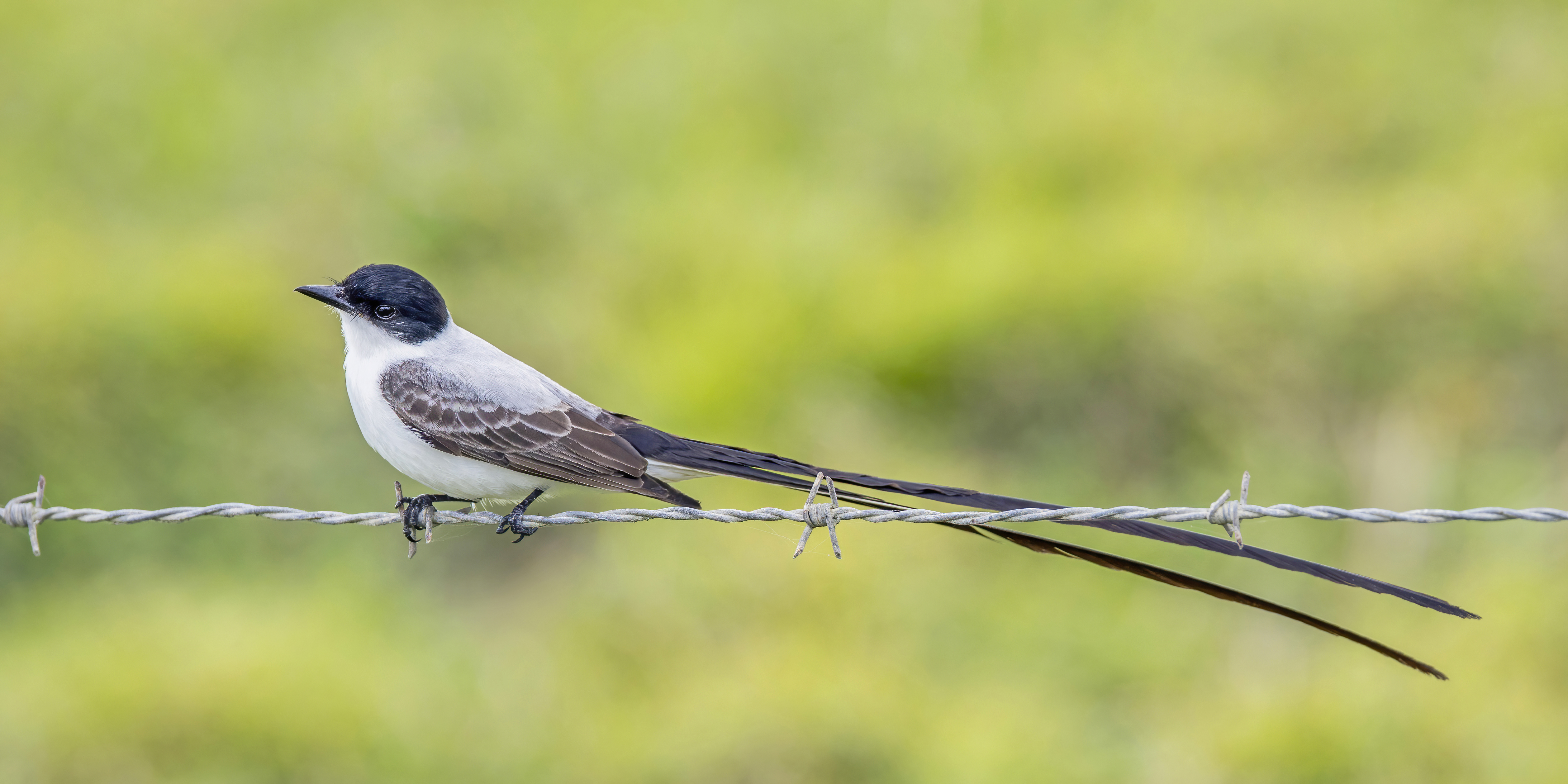 Fork-tailed flycatcher - Wikipedia