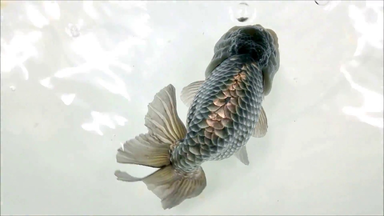 File Fukami Lavendor Ranchu Jpg Wikipedia