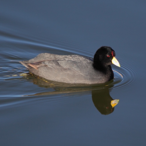 File:Fulica ardesiaca - Slate-colored coot.jpg