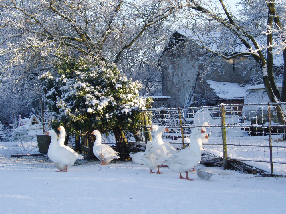 Snow goose - Wikipedia