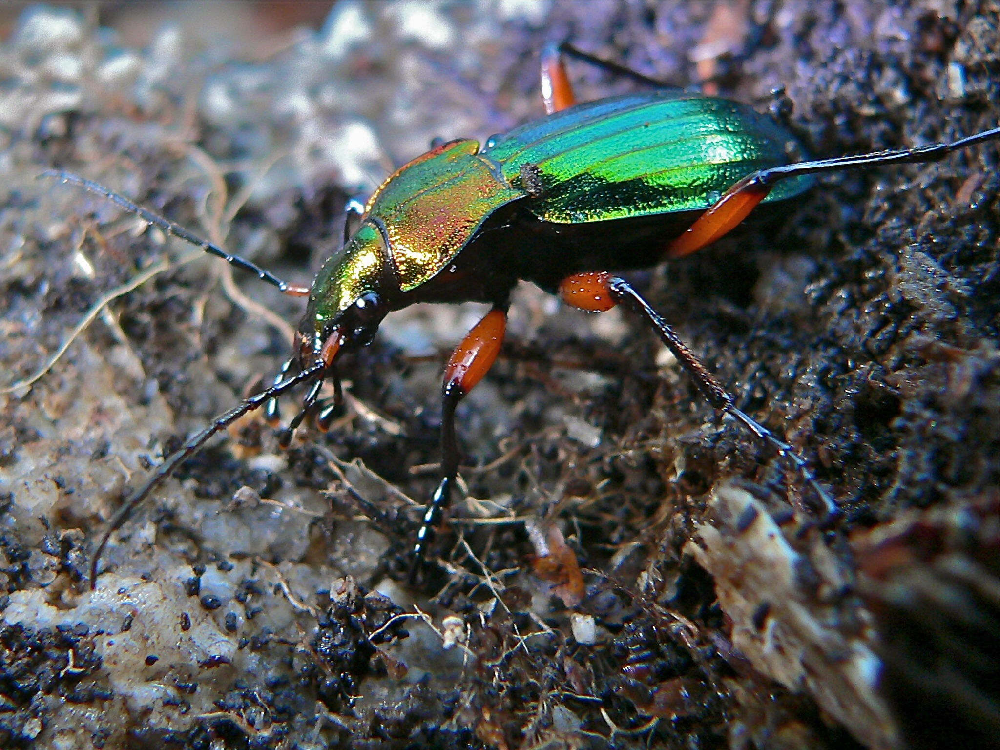 Golden Ground Beetle (Chrysocarabus auronitens festivus) (8338487078).jpg