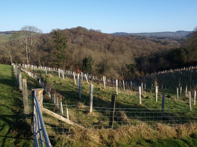 File:Gulley Wood - geograph.org.uk - 690265.jpg