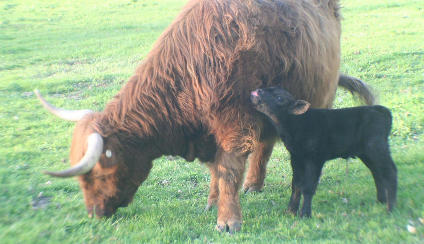 Highland cattle - Wikipedia