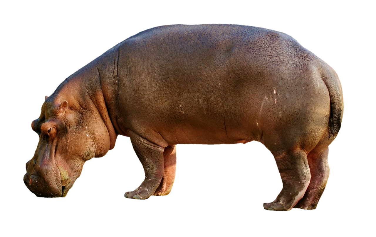 Hippo png images