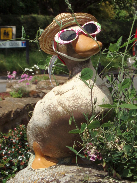 Duck wearing sunglasses , American Pekin Duck illustration , Cartoon duck  transparent background PNG clipart | HiClipart