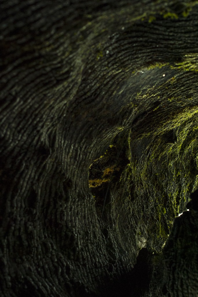 Inside a fire-destroyed ancient cedar (8672369034).jpg