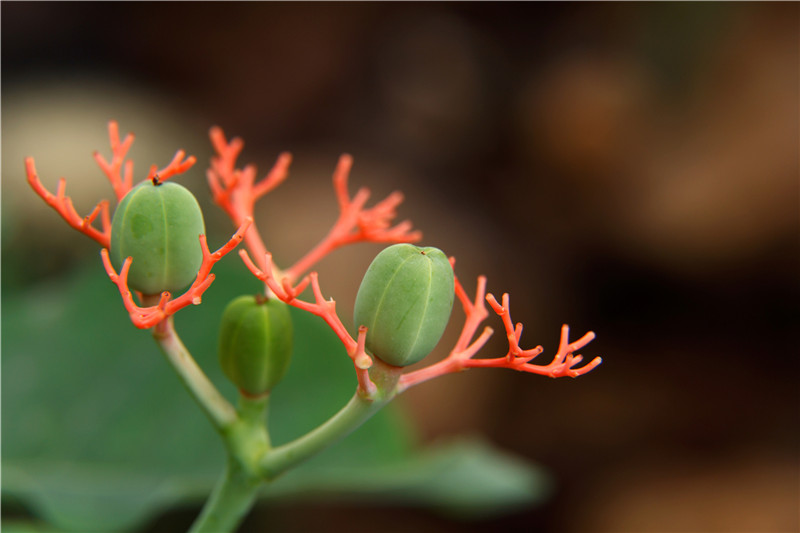 File:Jatropha-podagrica-6- 1200.jpg