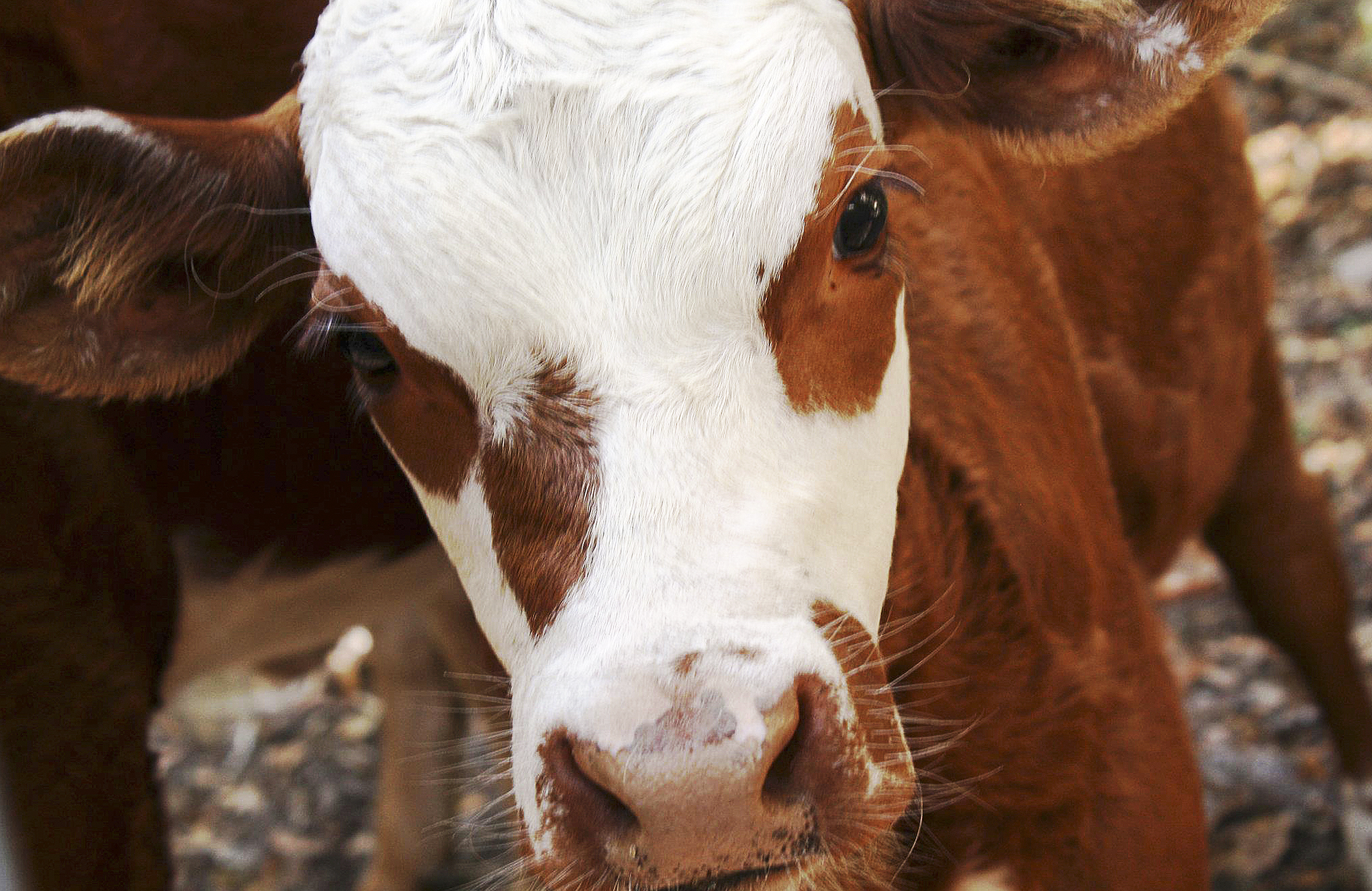 Молодая корова 5 букв. Bovine la Carcas MD.