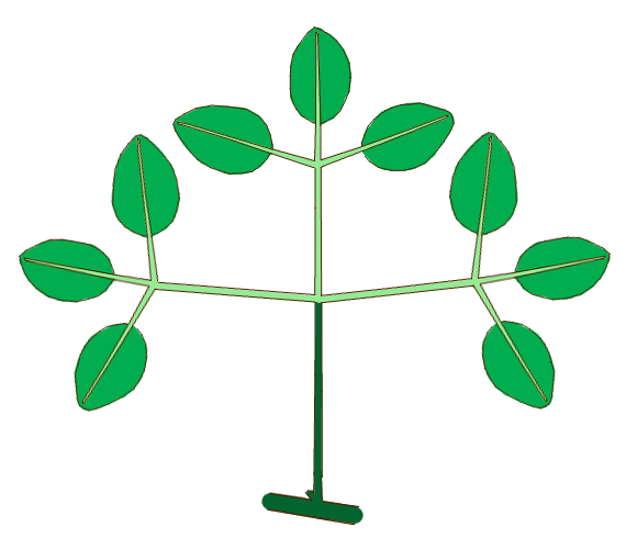 File:Leaf morphology type ternately-compound biternate.png