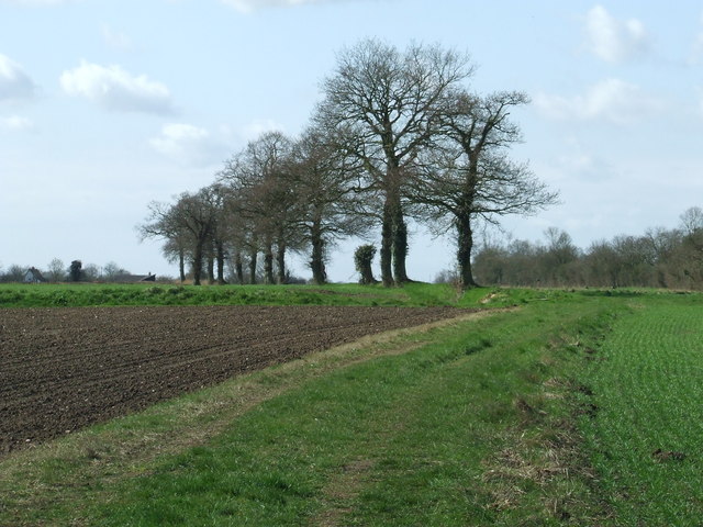 File:Line Of Trees - geograph.org.uk - 1226201.jpg