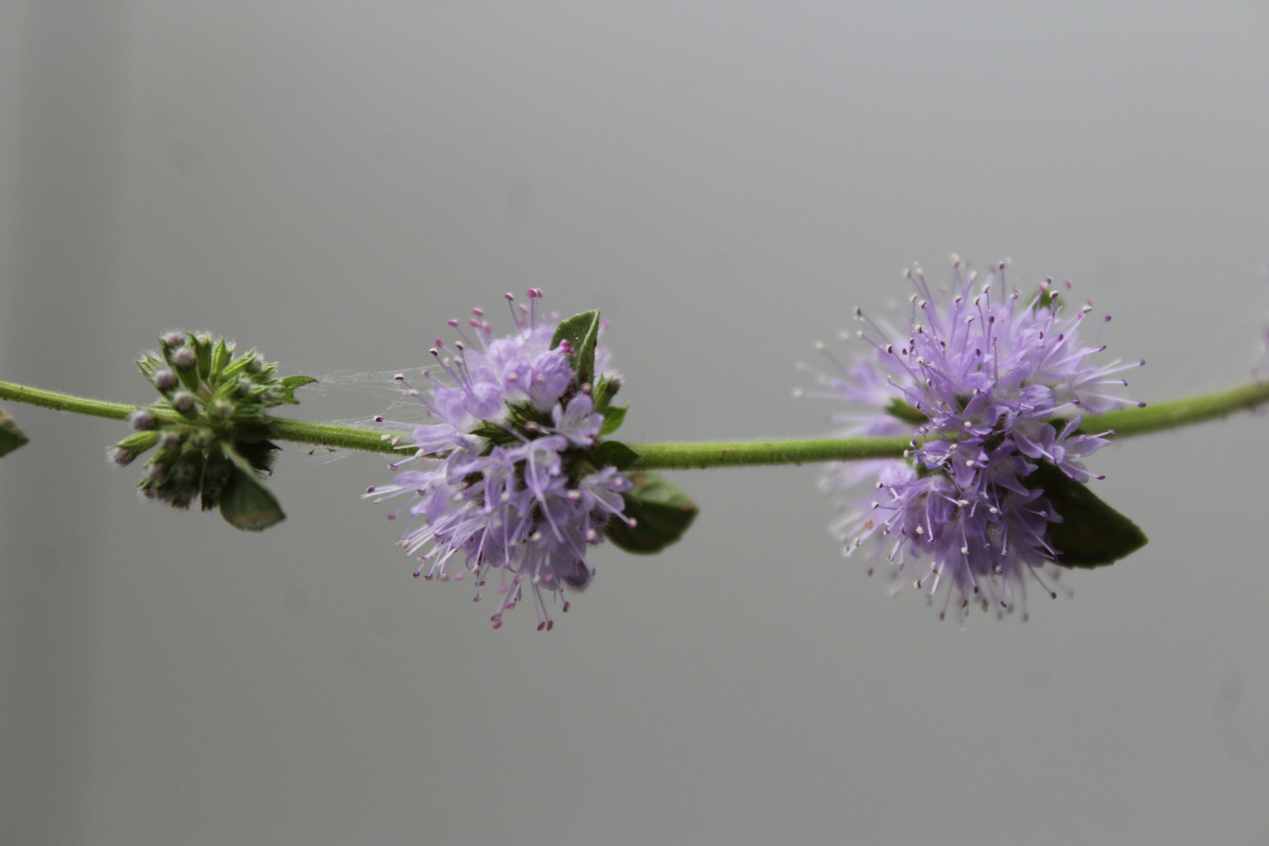 Mentha pulegium