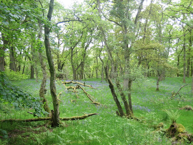 Mugdock Wood near Milngavie - geograph.org.uk - 996542