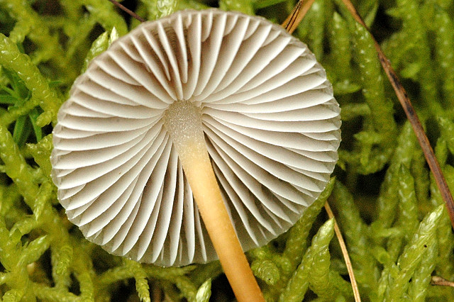 File:Mycena galericulata2 - lindsey.jpg