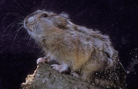 Collared Lemming  Explore the Ice Age Midwest