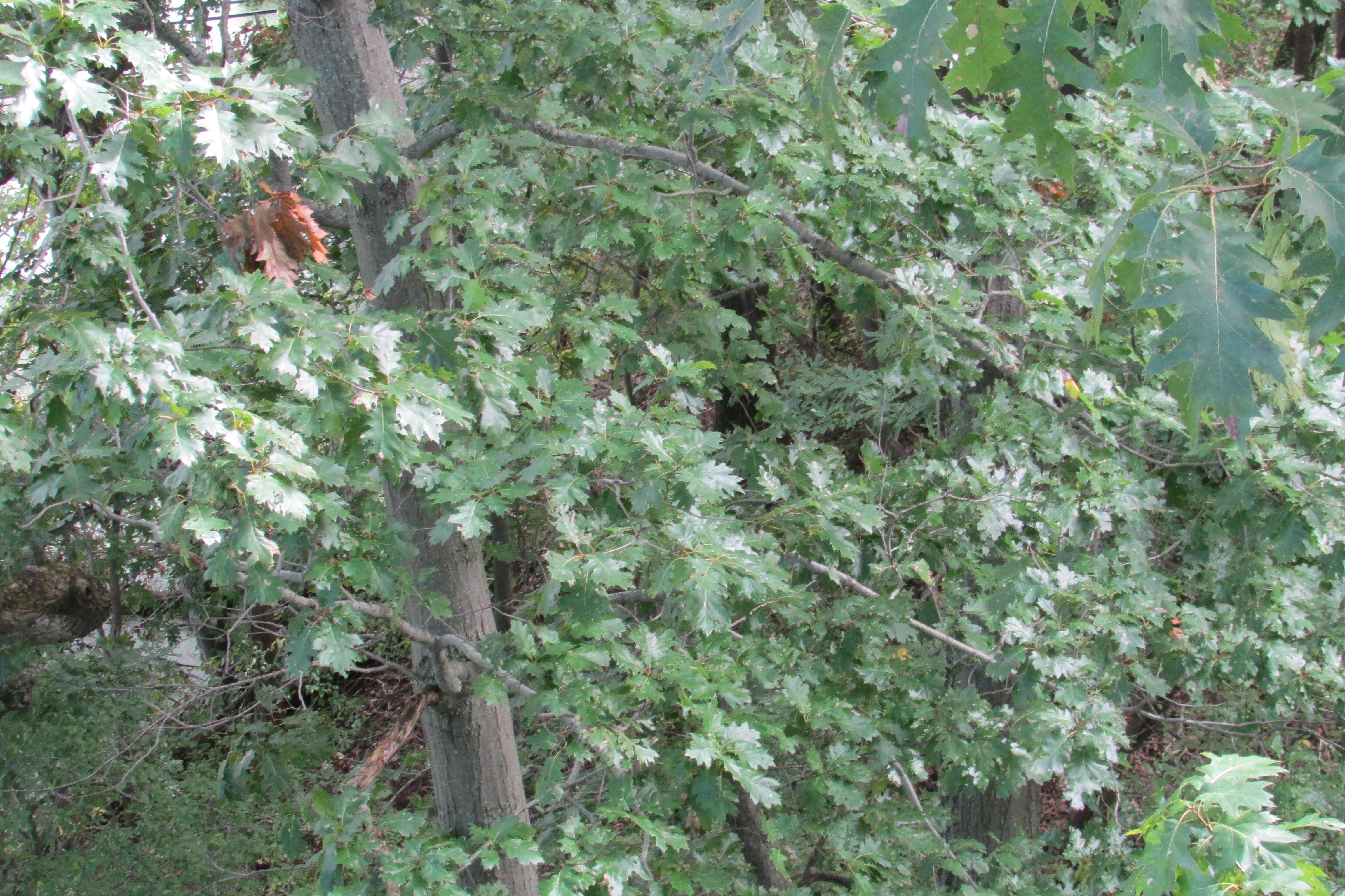 Quercus Alba