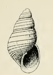 <i>Odostomia deceptrix</i> species of mollusc