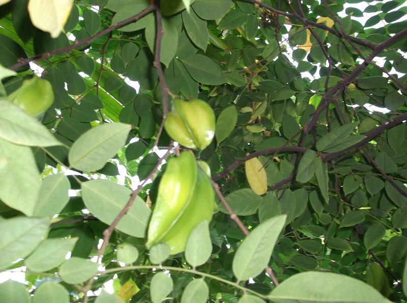 File:Oxalidales - Averrhoa carambola 3.jpg