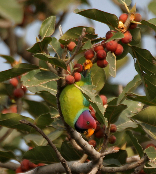 File:Plum-headed Parakeet (Psittacula cyanocephala) feeding on Ficus benghalensis W IMG 4324.jpg