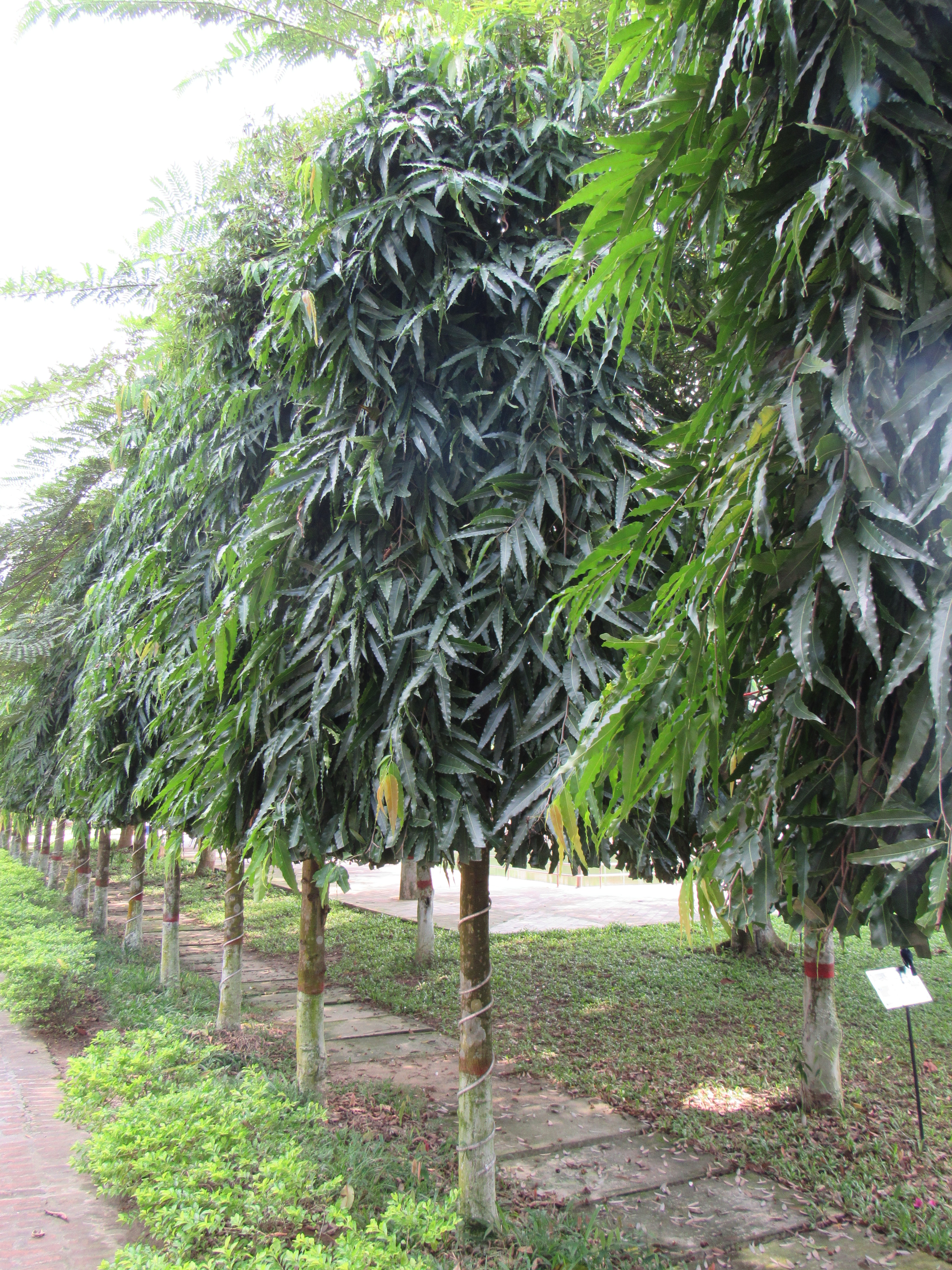 FilePolialthia longifilia Weeping Ashoka tree in RDA, Bogra 20 ...