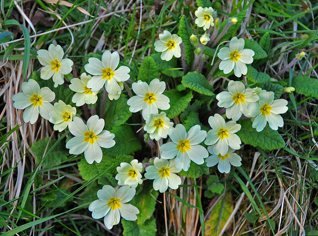 File:Primrose (Primula vulgaris) - geograph.org.uk - 1278399.jpg