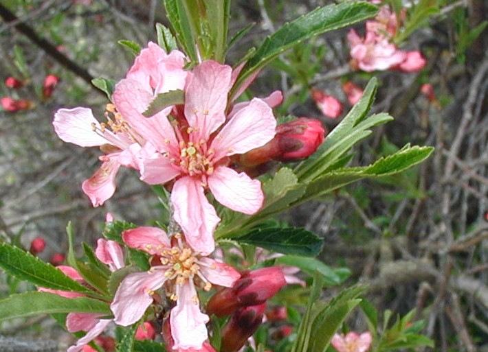 File:Prunus-tenella.jpg