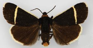 <i>Pseudalypia</i> Genus of moths