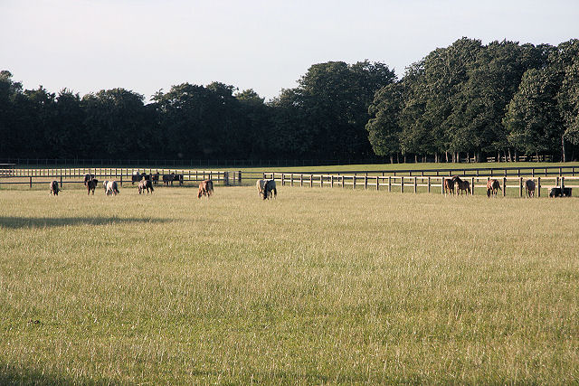 File:Racehorses grazing - geograph.org.uk - 865386.jpg