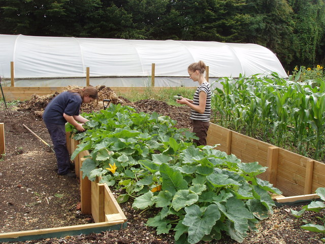 File:Raised vegetable beds for disabled access - geograph.org.uk - 1411061.jpg