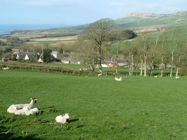 File:Sheep above Kimmeridge - geograph.org.uk - 4382710.jpg