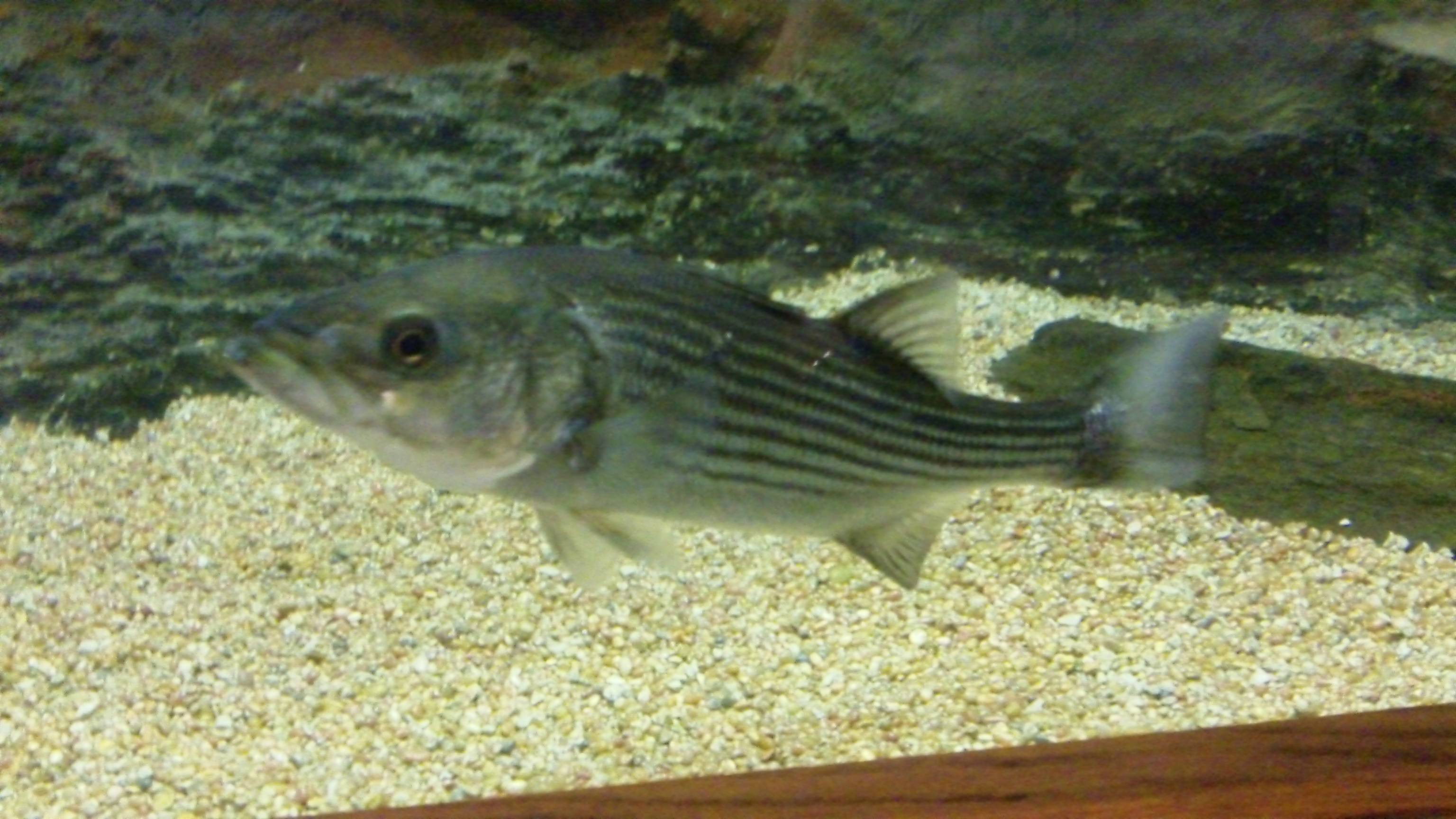 File:Striped Bass (5543966919).jpg - Wikimedia Commons