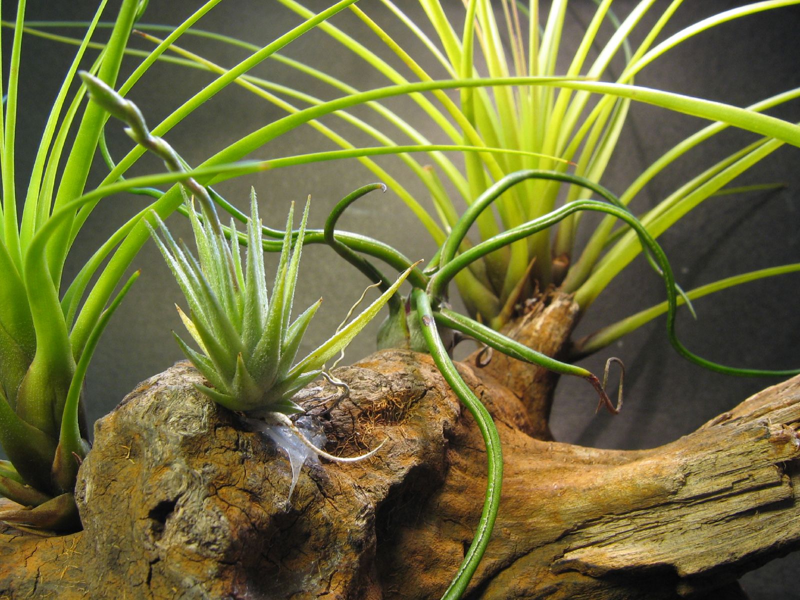 File:Tillandsia loliacea (43972671).jpg - Wikimedia Commons