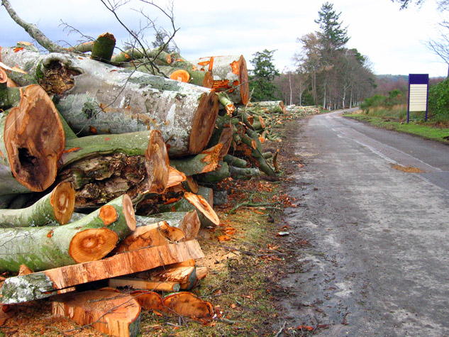 Tree felling