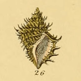 <i>Ariadnaria borealis</i> Species of gastropod