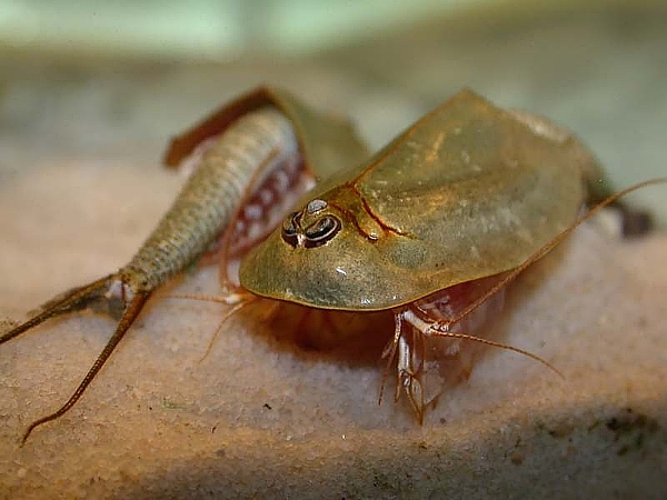 Triops - Maintien et élevage de crustacés préhistoriques, Conseils pour  les aquariophiles, Blog