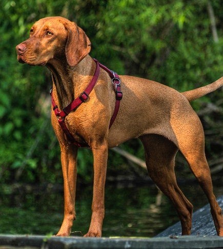 dog dog harness