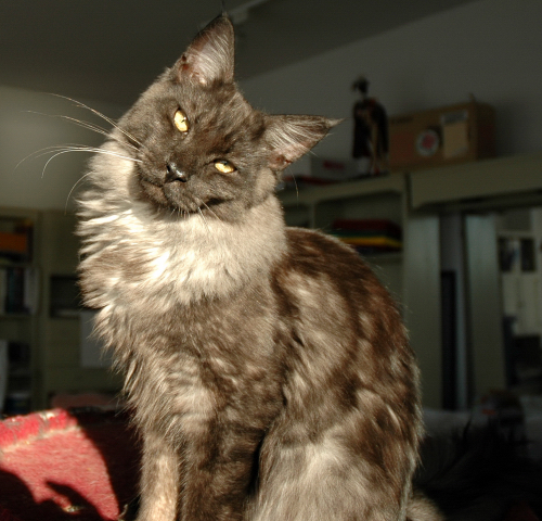 File:Young Blacksmoke Maine Coon Male cat.jpg