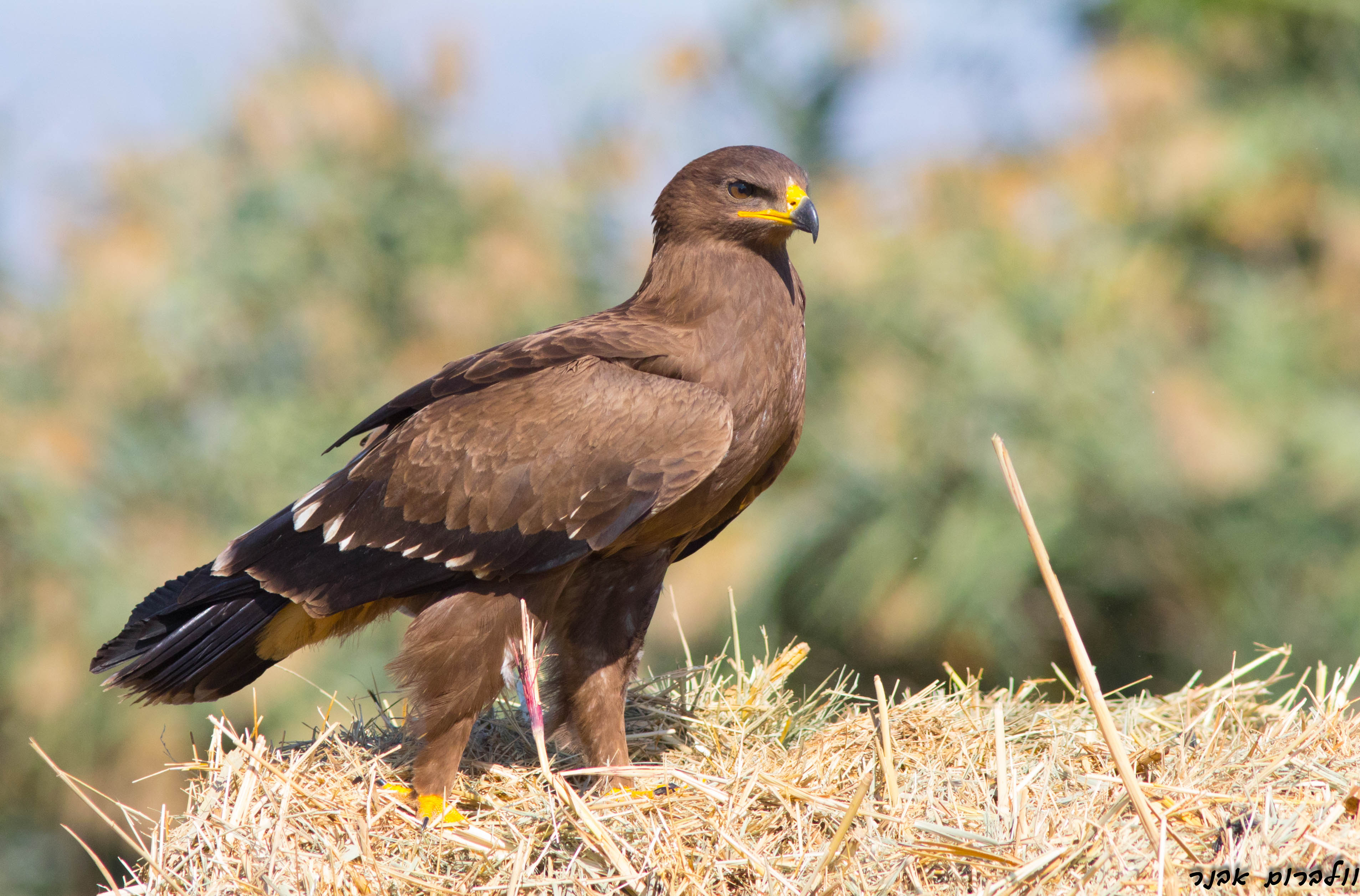 Lesser spotted eagle - Wikipedia