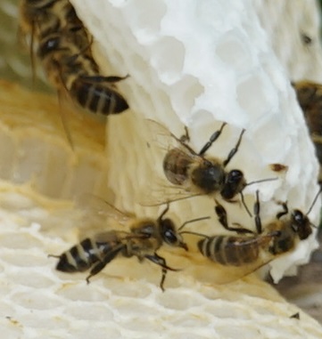 File:Abeilles 07901 Trous d eLeu.jpg