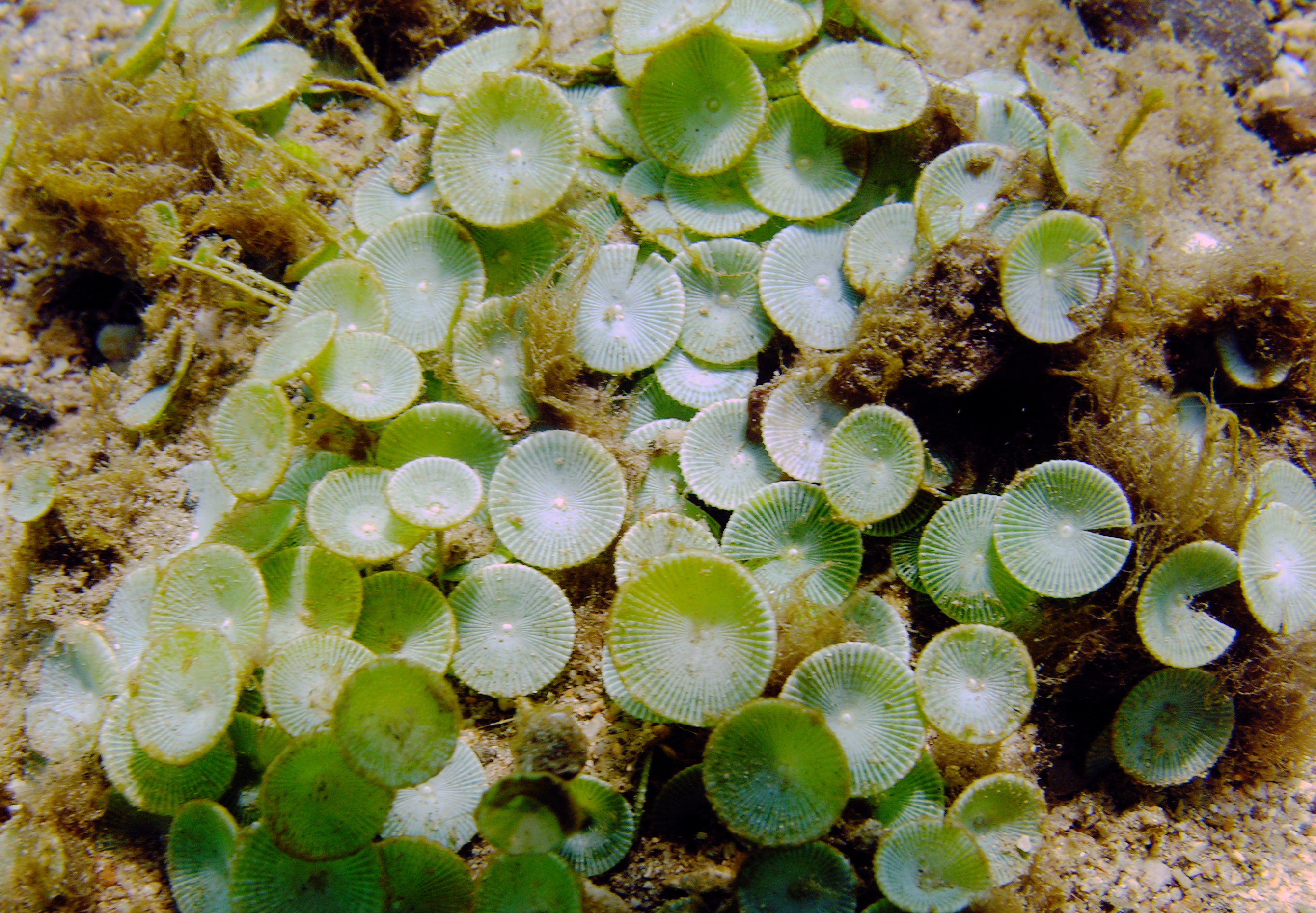 acetabularia habitat