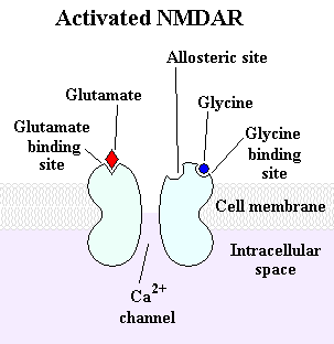 nmda pathway