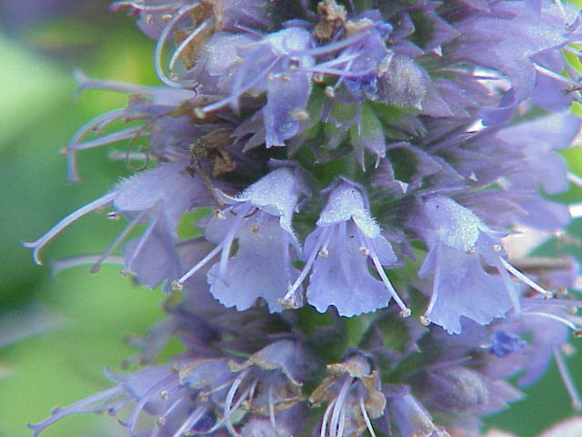 File:Agastache anisata0.jpg