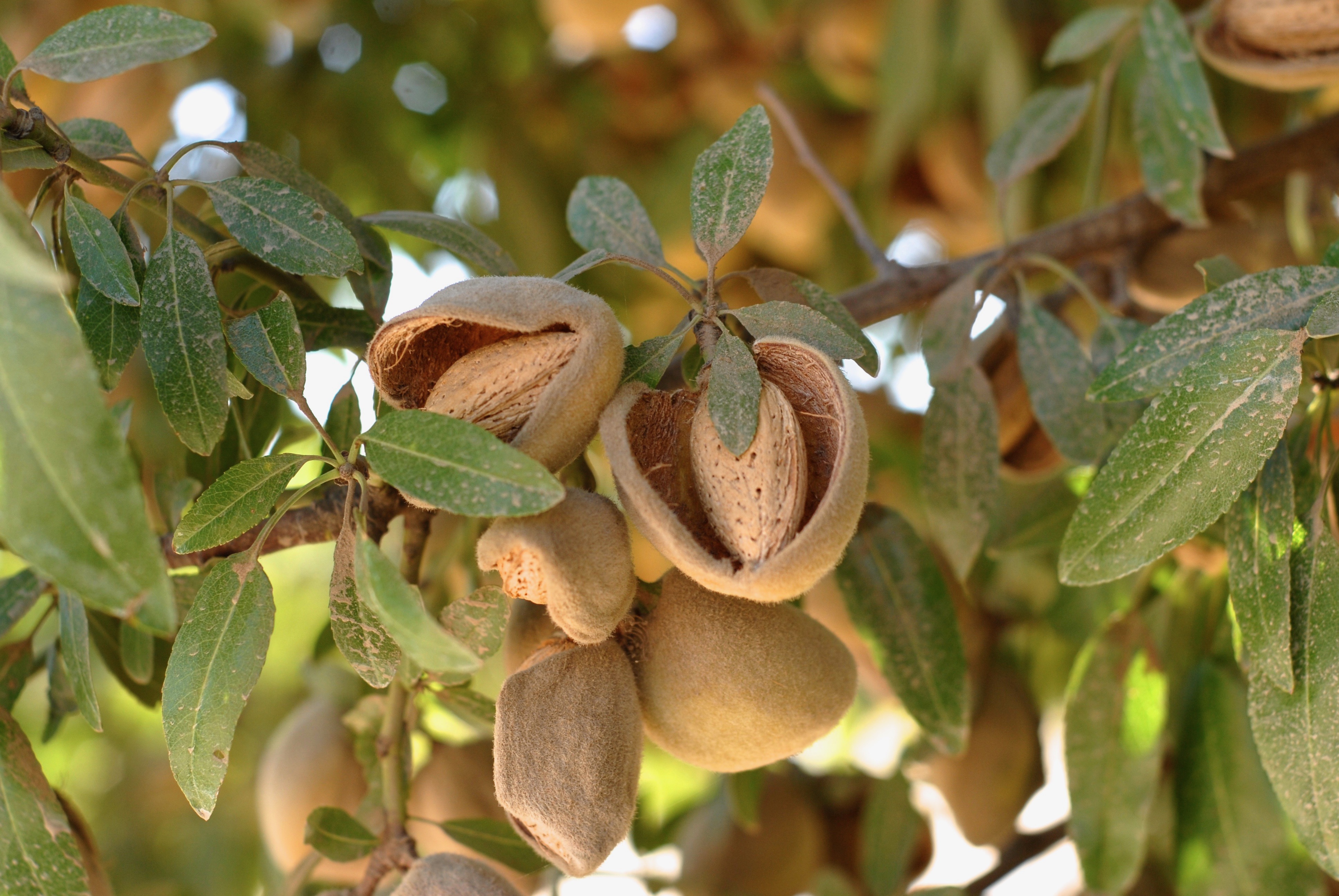 Almond industry