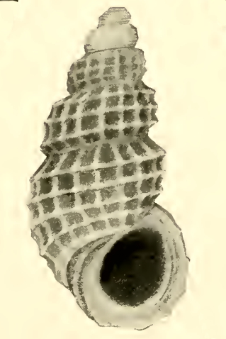 <i>Alvania aequisculpta</i> Species of gastropod