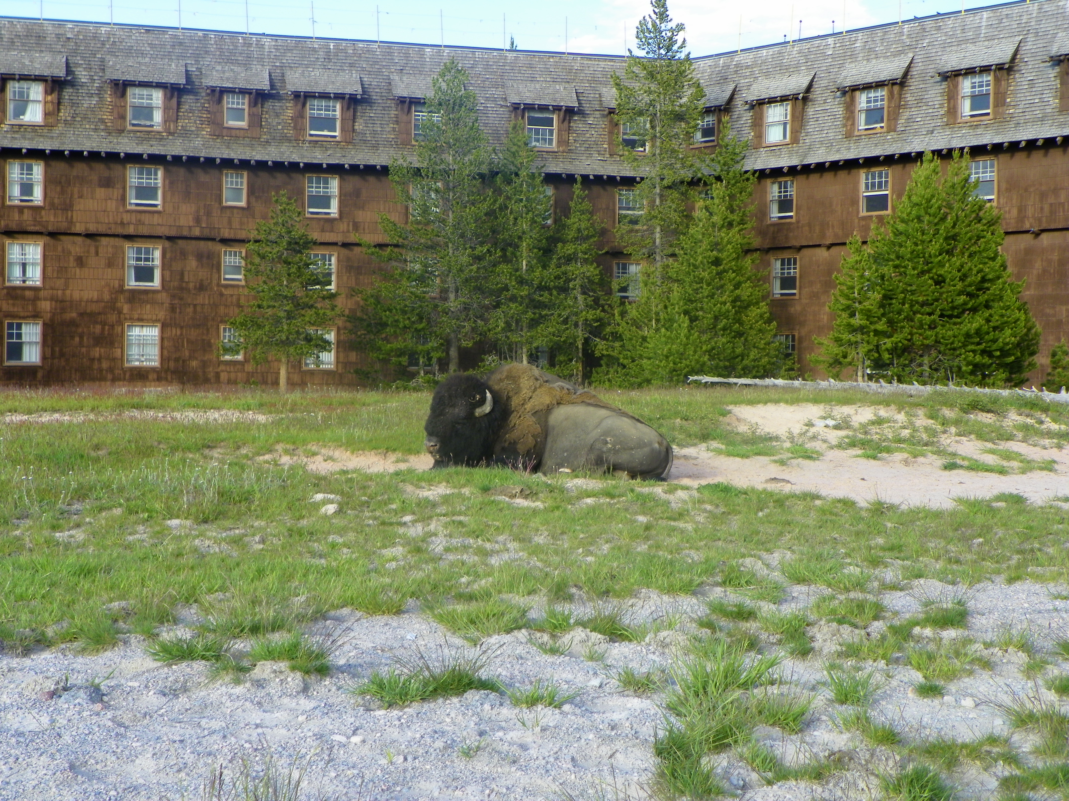 https://upload.wikimedia.org/wikipedia/commons/4/44/American_Bison_Behind_The_Old_Faithful_Inn_at_Yellowstone_National_Park.JPG