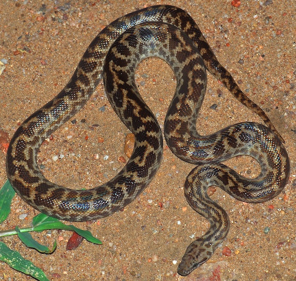 Children's python - Wikipedia